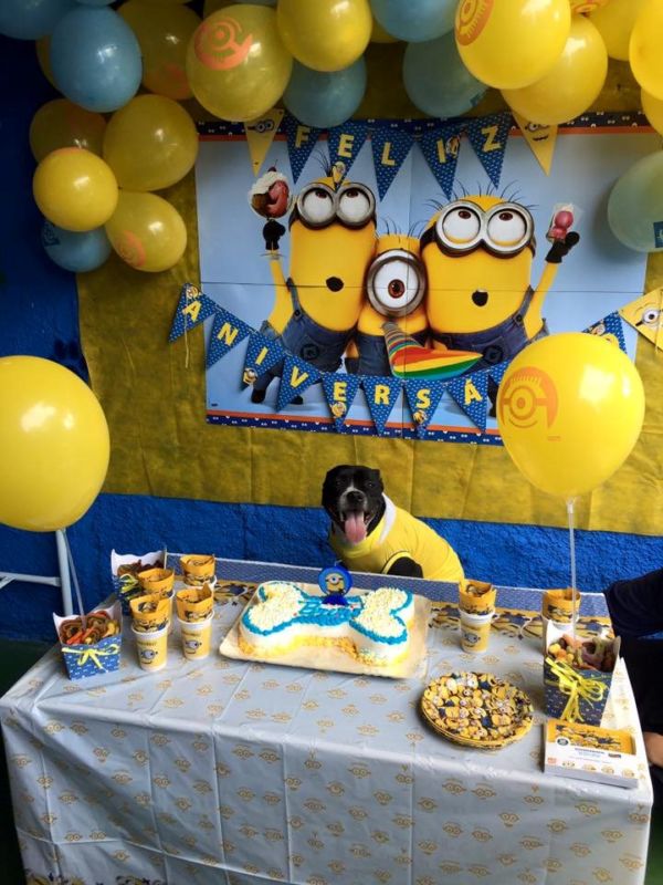 Pets reunidos: Cães a serem convidados devem apresentar um bom comportamento no que se refere a convívio com outros animais (Foto: Divulgação)