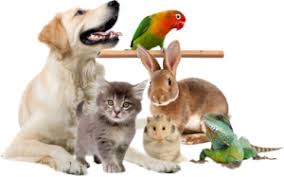 Responsabilidade de todos: Decisão de comprar ou adotar um animal de estimação deve ser discutida em família