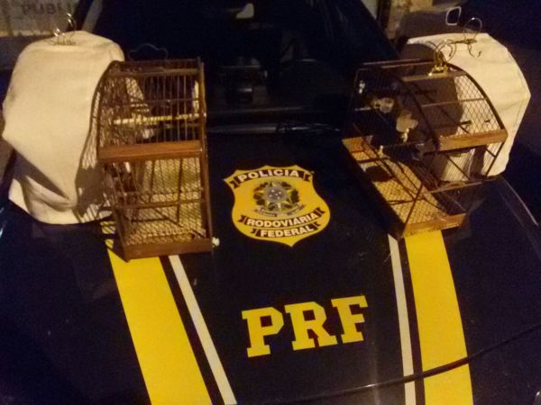 Maus-tratos: Aves foram encontradas em gaiolas sujas e cheias de fezes, de acordo com os agentes federais (Foto: Cedida pela PRF)
