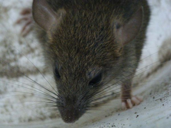  Terrível: Matilda era da espécie Rattus norvegicus  (Foto: Divulgação )