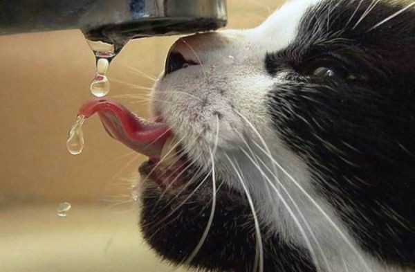 Hidratação: Ofereça água filtrada ou mineral para seu pet (Foto: Reprodução Internet) 