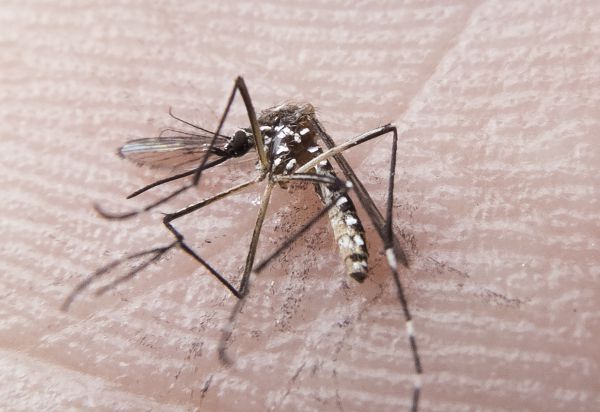 Mosquito Aedes aegypti, responsável pela transmissão dos vírus da dengue, febre chikungunya e Zika (Arquivo Agência Brasildengue no país) de janeiro até 14 de novembro (Fotos Públicas)