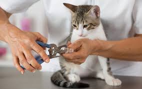 Cuidados com o bichano: Gatos que vivem somente dentro de casa devem ter suas unhas cortadas (Fotos: Divulgação)