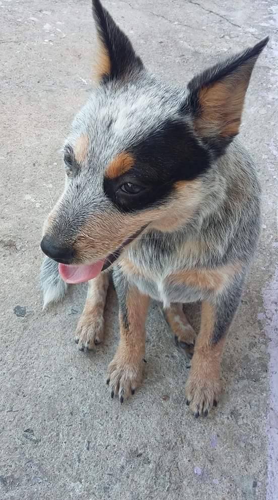 Cachorrinha desapareceu no bairro Mote Castelo, em Volta Redonda (foto: Enviada pelo Facebook)