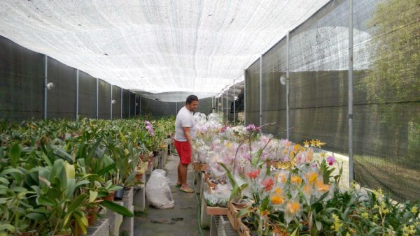 Data especial: Expectativa de produtores é de aumento de 10% na venda de flores (Foto: Divulgação)