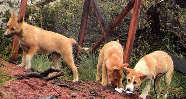 Vivos: Filhotes do cão selvagem da Nova Guiné 