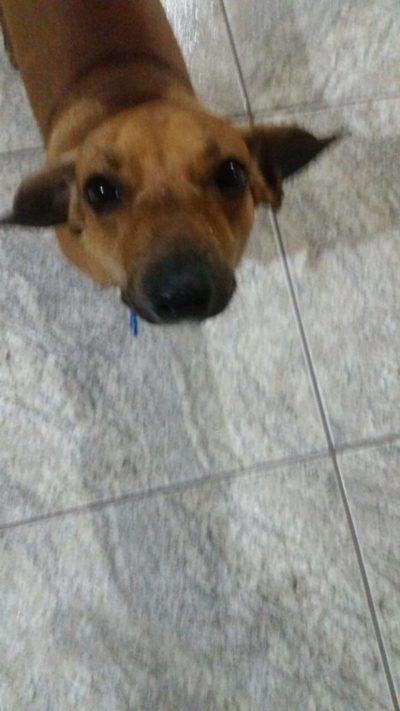 Cachorro sumiu na última sexta-feira em Itatiaia
