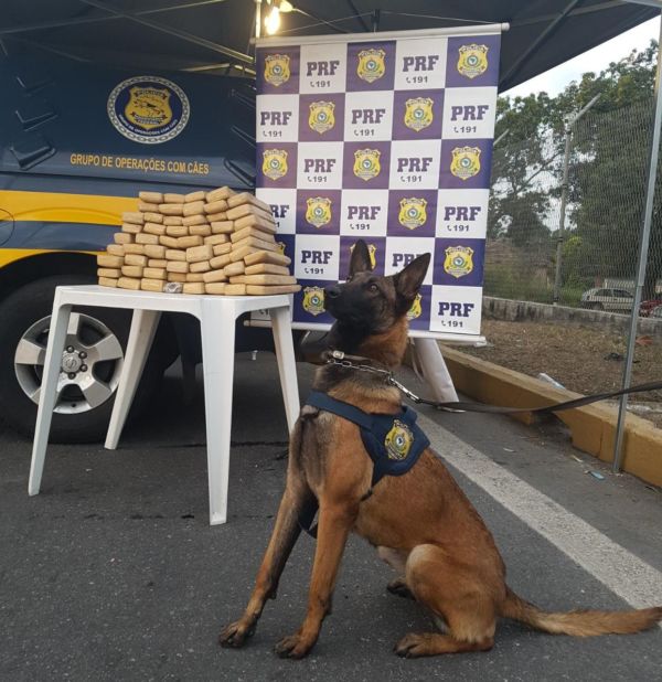 Apreensão: Cão farejador (K9) Aruak indicou a presença de drogas numa mala de viagem no bagageiro externo (Foto: Cedida pela PRF)