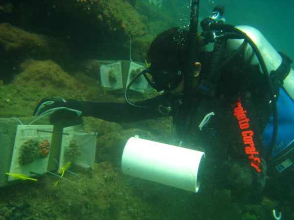 A atividade tem como objetivo sensibilizar mergulhadores e operadoras de mergulho para o problema da bioinvasão do coral-sol 