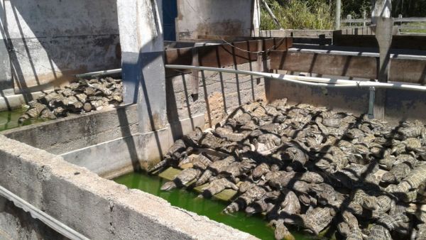Jacarés estavam amontados em tanques com água de má qualidade, segundo delegado (Foto: Cedida pela Polícia Civil)
