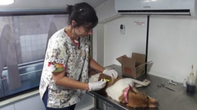 Controle: Mais uma fase do projeto “PreocupaCÃO” acontece na cidade, através do Castramóvel - Divulgação