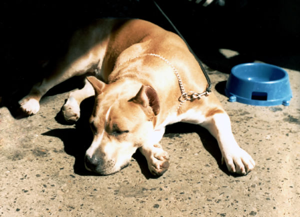 Saúde: Manter a imunidade do cachorro sempre alta, com uma boa alimentação, é fundamental para evitar o aparecimento das sarnas (Foto: Divulgação)