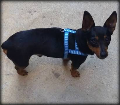 Desaparecido: Toby foi visto pela última vez no bairro Santa Rita do Zarur. (Foto: Divulgação.)