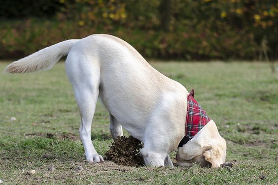  Natural: O que poucos sabem é que o ato de cavar é um comportamento natural e saudável dos cães