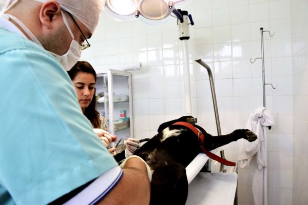 Em Resende: Centro de zoonoses realiza cerca de 200 consultas e 150 cirurgias de castração mensalmente