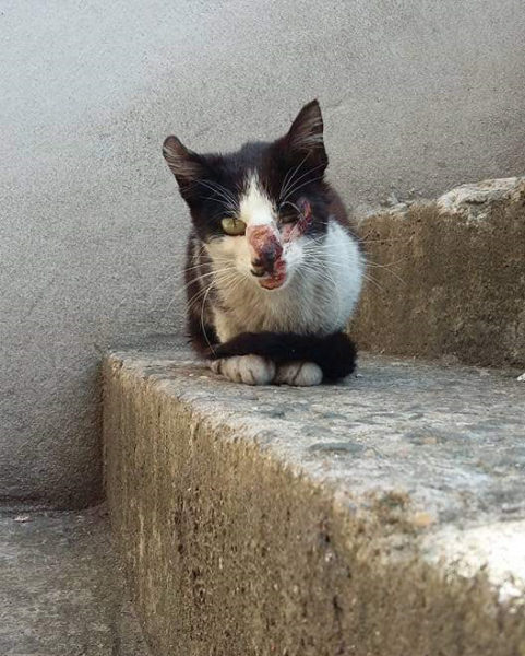 Stray está ajudando a salvar a vida de vários gatinhos