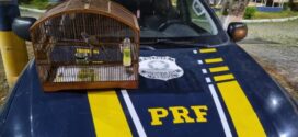 PRF detém motorista por transportar ave da fauna silvestre