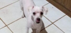 Cachorrinha é sequestrada no Bairro Água Limpa em Volta Redonda